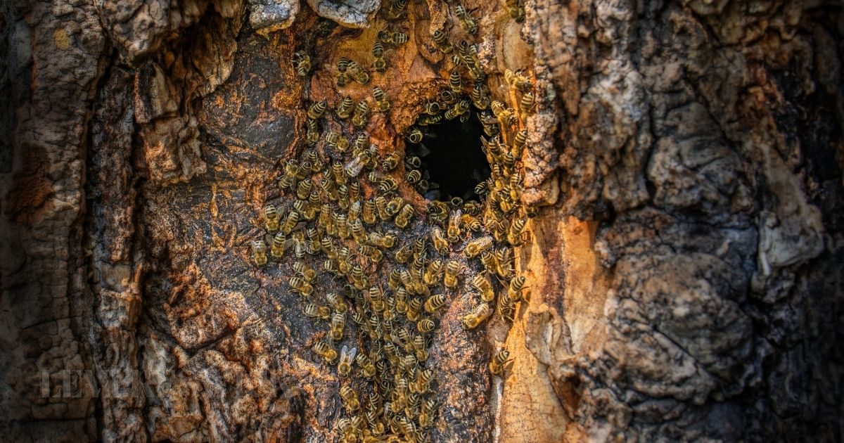 Threats to Your Hive: Common Honeybee Pests and Predators