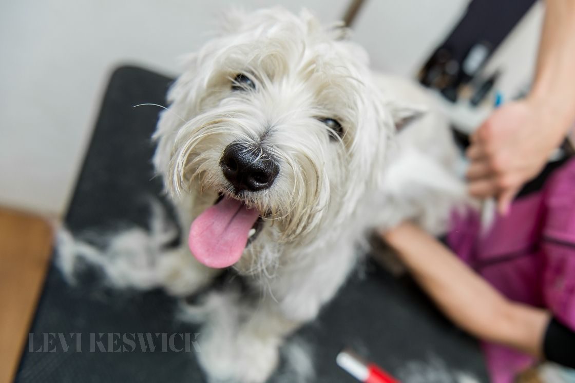 The Benefits of Professional Dog Grooming