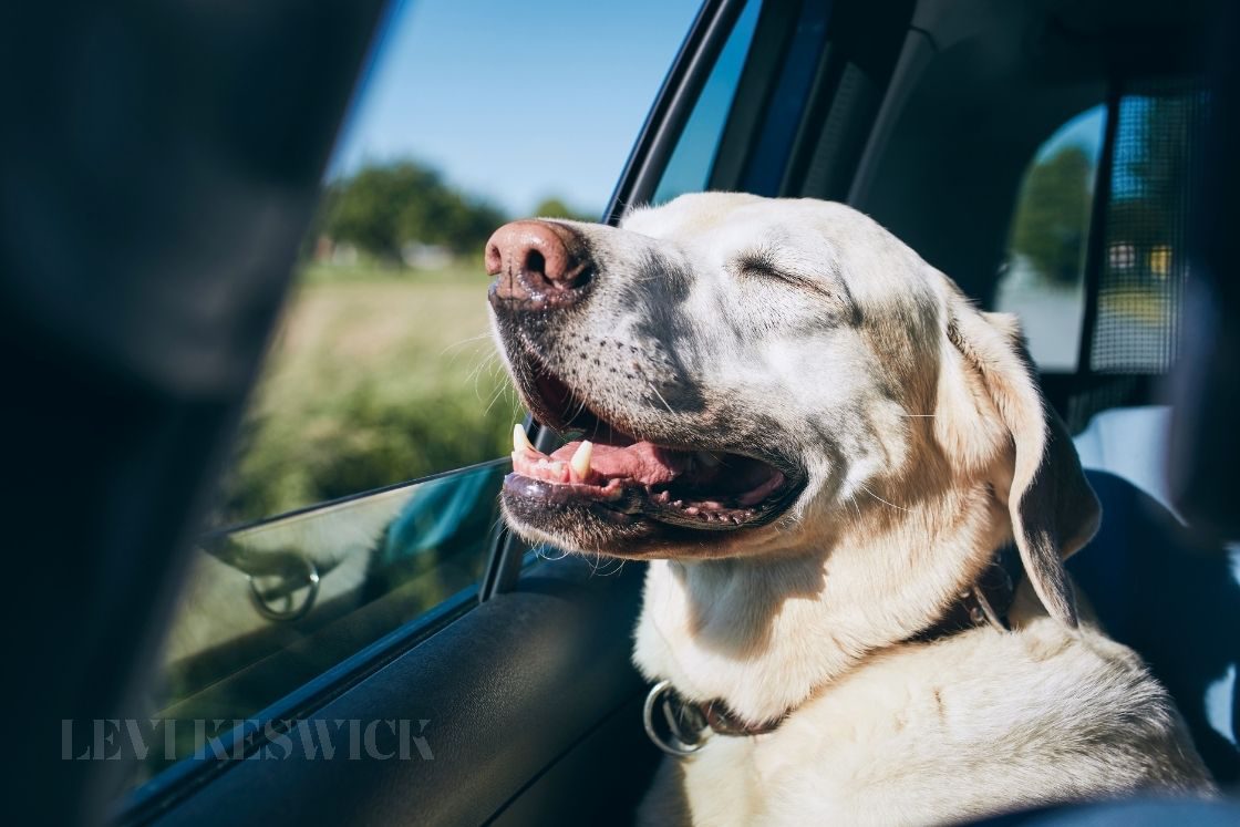 How To Help Ease Dog Anxiety During Car Rides