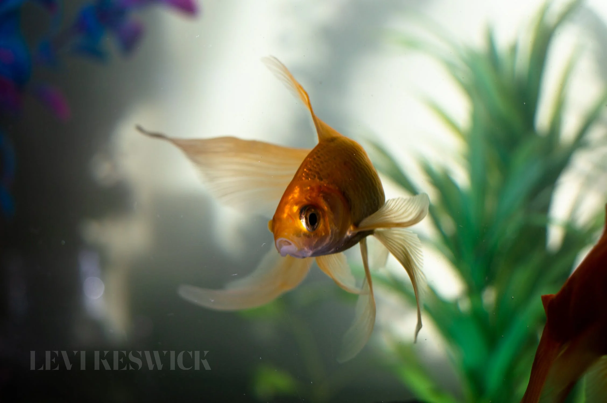 Useful Tips On How To Properly Take Care Of Goldfish