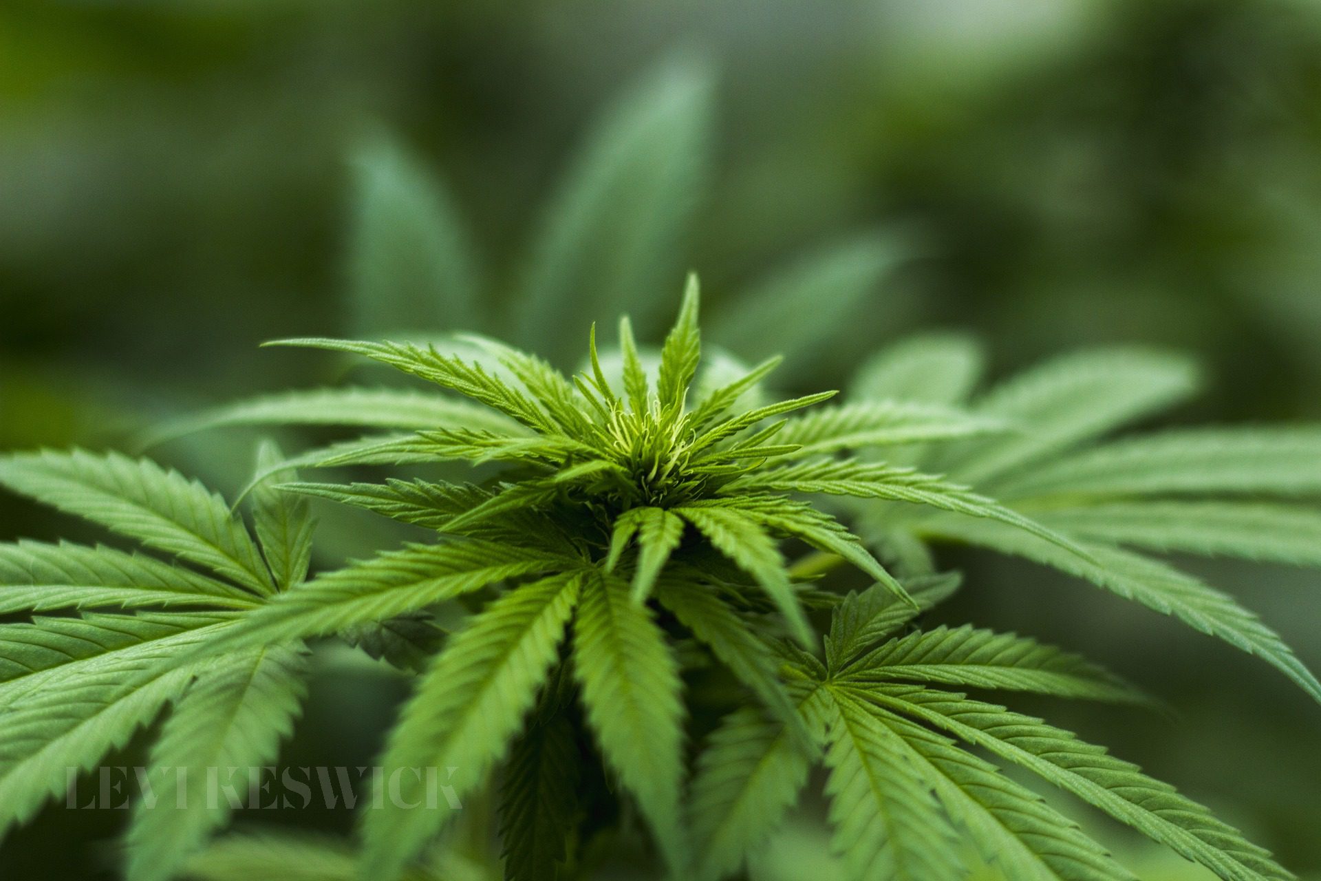 Image by Herbal Hemp from Pixabay