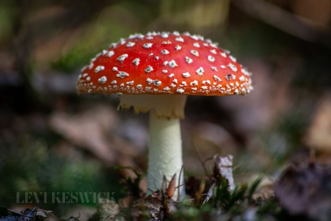 Sustainable Fungi: How Mushrooms Benefit Our World